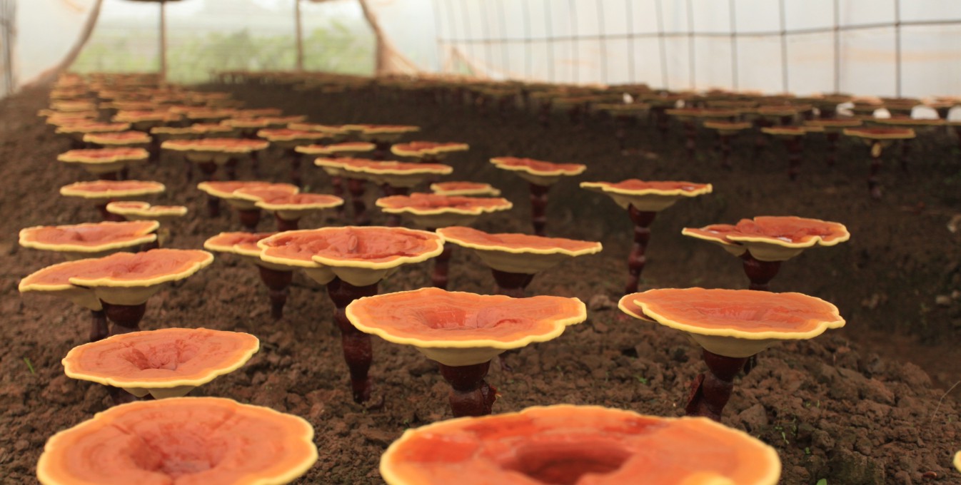 長(zhǎng)壽靈芝基地